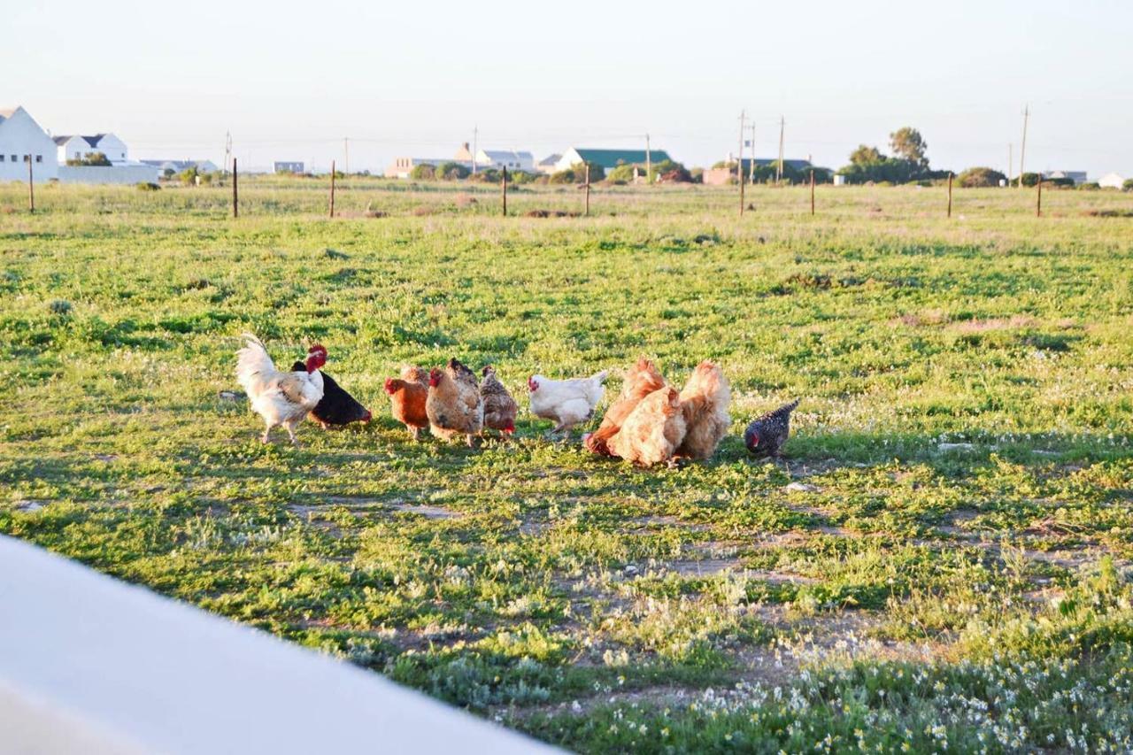 Aintree Farm Cottage Langebaan Bagian luar foto